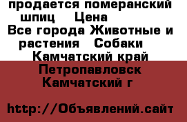 продается померанский шпиц  › Цена ­ 35 000 - Все города Животные и растения » Собаки   . Камчатский край,Петропавловск-Камчатский г.